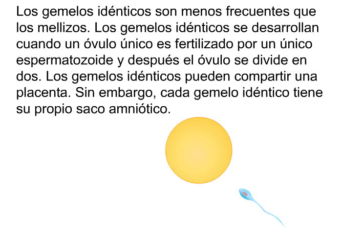 Los gemelos idnticos son menos frecuentes que los mellizos. Los gemelos idnticos se desarrollan cuando un vulo nico es fertilizado por un nico espermatozoide y despus el vulo se divide en dos. Los gemelos idnticos pueden compartir una placenta. Sin embargo, cada gemelo idntico tiene su propio saco amnitico.