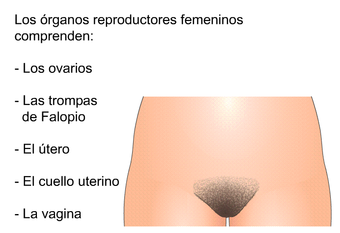 Los rganos reproductores femeninos comprenden:  Los ovarios Las trompas de Falopio El tero El cuello uterino La vagina
