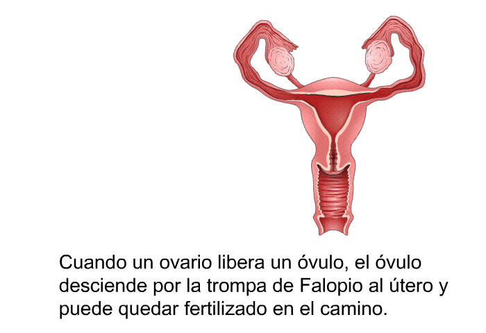 Cuando un ovario libera un vulo, el vulo desciende por la trompa de Falopio al tero y puede quedar fertilizado en el camino.