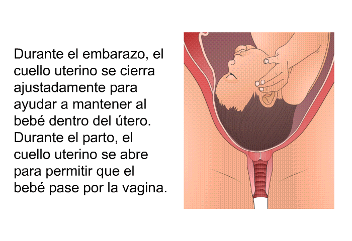 Durante el embarazo, el cuello uterino se cierra ajustadamente para ayudar a mantener al beb dentro del tero. Durante el parto, el cuello uterino se abre para permitir que el beb pase por la vagina.