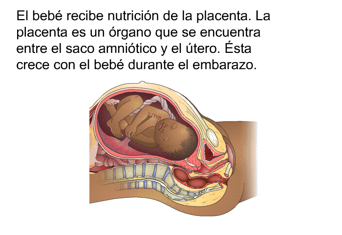 El beb recibe nutricin de la placenta. La placenta es un rgano que se encuentra entre el saco amnitico y el tero. Ésta crece con el beb durante el embarazo.