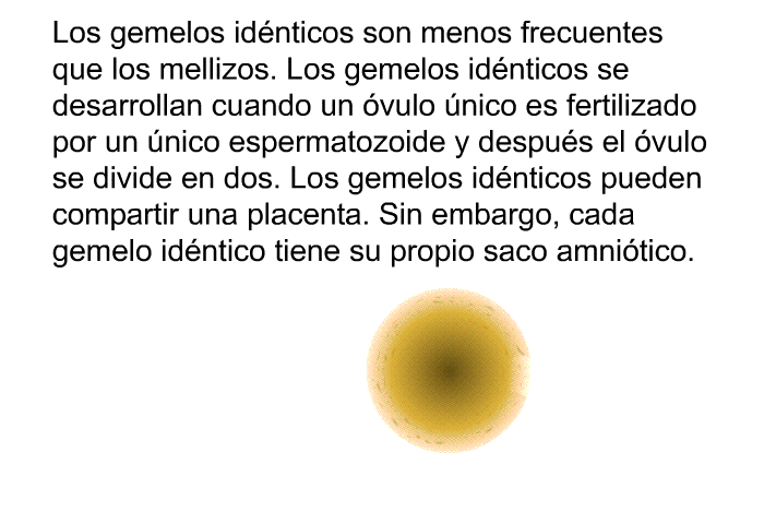 Los gemelos idnticos son menos frecuentes que los mellizos. Los gemelos idnticos se desarrollan cuando un vulo nico es fertilizado por un nico espermatozoide y despus el vulo se divide en dos. Los gemelos idnticos pueden compartir una placenta. Sin embargo, cada gemelo idntico tiene su propio saco amnitico.
