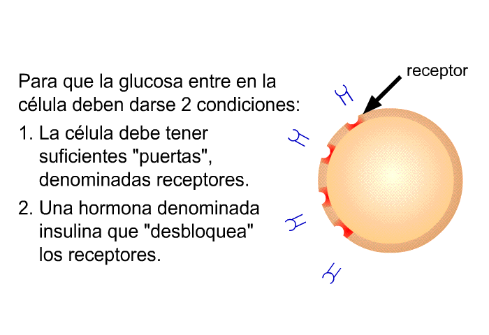 Para que la glucosa entre en la clula deben darse 2 condiciones:  La clula debe tener suficientes “puertas”, denominadas receptores. Una hormona denominada insulina que “desbloquea” los receptores.