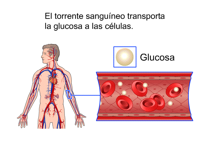 El torrente sanguneo transporta la glucosa a las clulas.