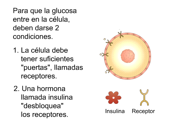 Para que la glucosa entre en la clula, deben darse 2 condiciones.  La clula debe tener suficientes “puertas”, llamadas receptores. Una hormona llamada insulina “desbloquea” los receptores.