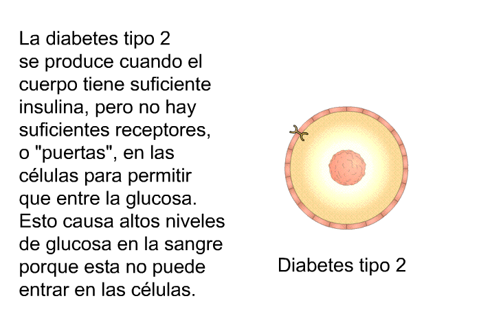 La diabetes tipo 2 se produce cuando el cuerpo tiene suficiente insulina, pero no hay suficientes receptores, o “puertas”, en las clulas para permitir que entre la glucosa. Esto causa altos niveles de glucosa en la sangre porque esta no puede entrar en las clulas.