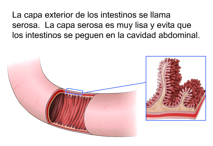 La capa exterior de los intestinos se llama serosa. La capa serosa es muy lisa y evita que los intestinos se peguen en la cavidad abdominal.