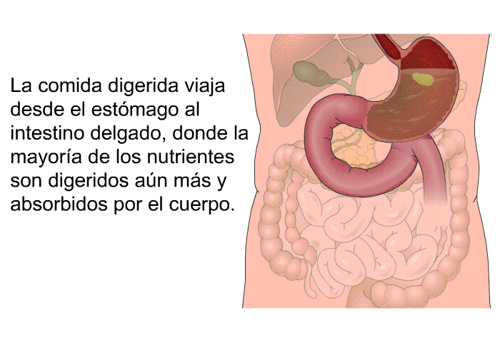 La comida digerida viaja desde el estmago al intestino delgado, donde la mayora de los nutrientes son digeridos an ms y absorbidos por el cuerpo.