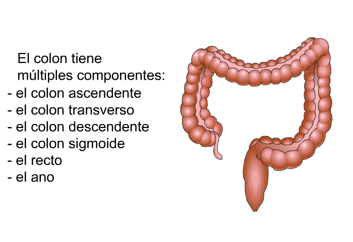 El colon tiene mltiples componentes:  el colon ascendente el colon transverso el colon descendente el colon sigmoide el recto el ano