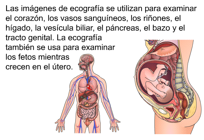 Las imgenes de ecografa se utilizan para examinar el corazn, los vasos sanguneos, los riones, el hgado, la vescula biliar, el pncreas, el bazo y el tracto genital. La ecografa tambin se usa para examinar los fetos mientras crecen en el tero.