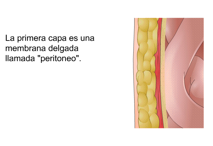 La primera capa es una membrana delgada llamada “peritoneo”.