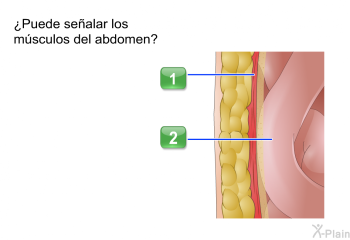 ¿Puede sealar los msculos del abdomen?