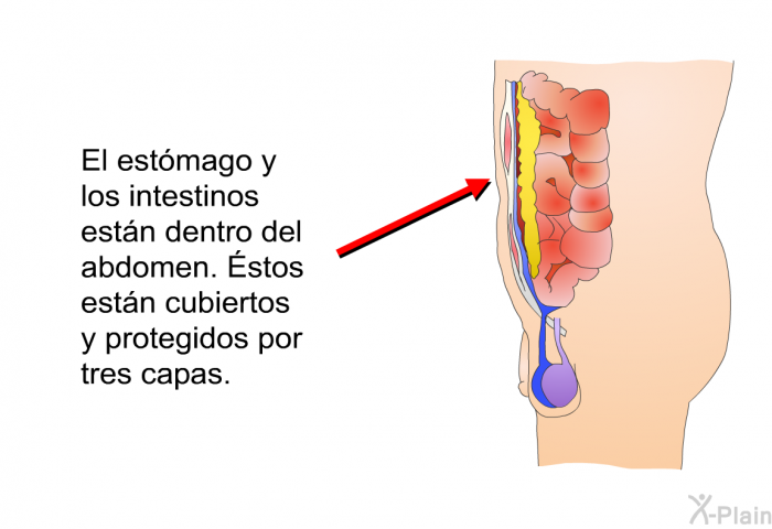 El estmago y los intestinos estn dentro del abdomen. Éstos estn cubiertos y protegidos por tres capas.