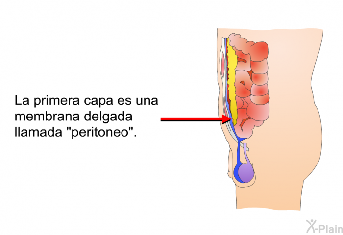 La primera capa es una membrana delgada llamada “peritoneo”.