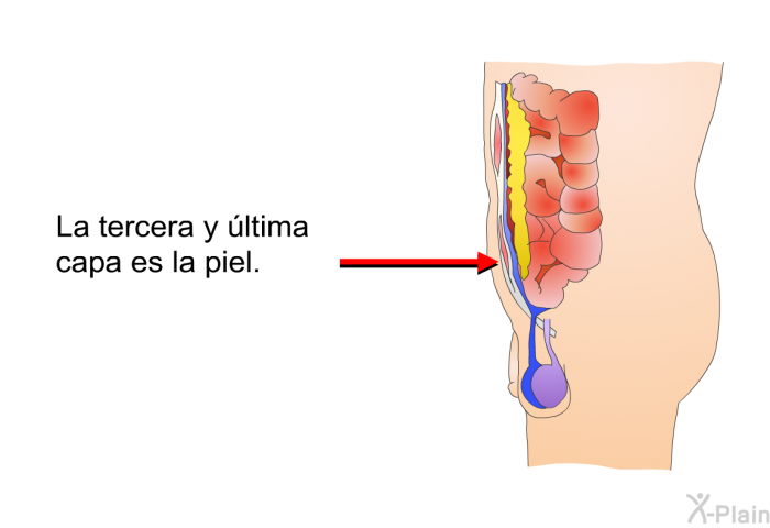 La tercera y ltima capa es la piel.