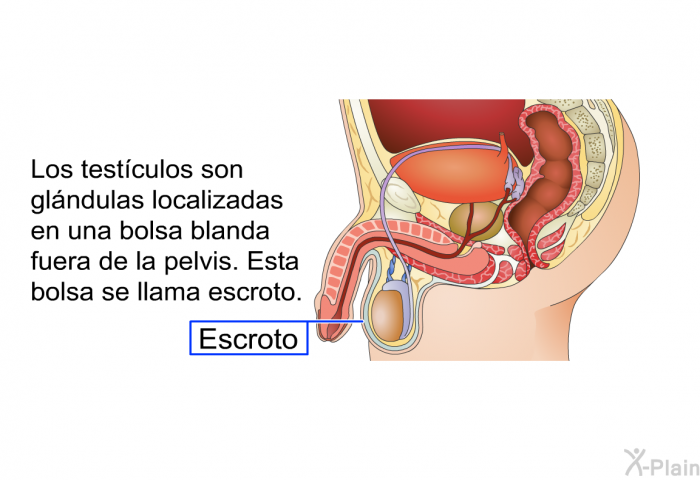 Los testculos son glndulas localizadas en una bolsa blanda fuera de la pelvis. Esta bolsa se llama escroto.