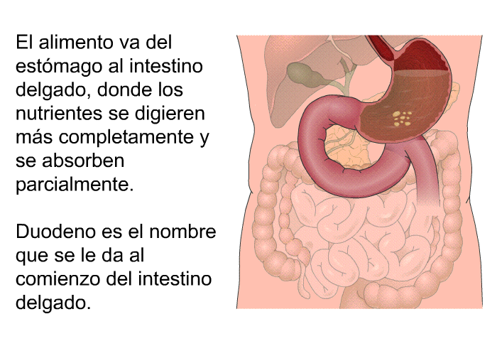 El alimento va del estmago al intestino delgado, donde los nutrientes se digieren ms completamente y se absorben parcialmente. Duodeno es el nombre que se le da al comienzo del intestino delgado.