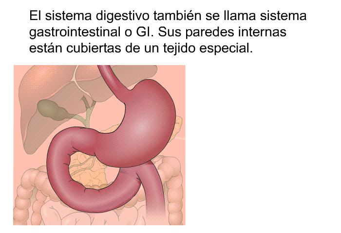 El sistema digestivo tambin se llama sistema gastrointestinal o GI. Sus paredes internas estn cubiertas de un tejido especial.