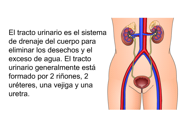 El tracto urinario es el sistema de drenaje del cuerpo para eliminar los desechos y el exceso de agua. El tracto urinario generalmente est formado por 2 riones, 2 urteres, una vejiga y una uretra.