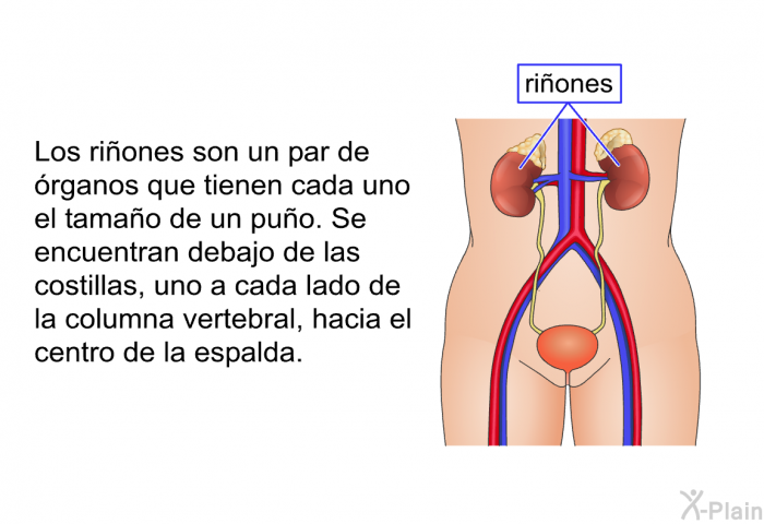 Los riones son un par de rganos que tienen cada uno el tamao de un puo. Se encuentran debajo de las costillas, uno a cada lado de la columna vertebral, hacia el centro de la espalda.