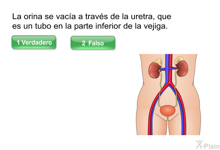 La orina se vaca a travs de la uretra, que es un tubo en la parte inferior de la vejiga.