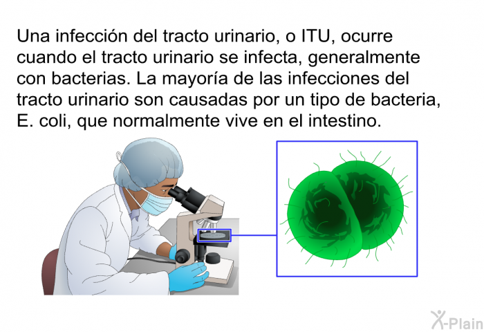 Una infeccin del tracto urinario, o ITU, ocurre cuando el tracto urinario se infecta, generalmente con bacterias. La mayora de las infecciones del tracto urinario son causadas por un tipo de bacteria, <I>E. coli</I>, que normalmente vive en el intestino.