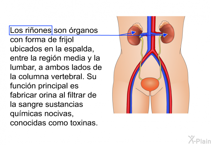 Los riones son rganos con forma de frijol ubicados en la espalda, entre la regin media y la lumbar, a ambos lados de la columna vertebral. Su funcin principal es fabricar orina al filtrar de la sangre sustancias qumicas nocivas, conocidas como toxinas.