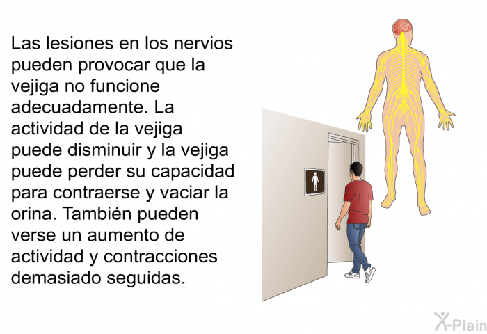 Las lesiones en los nervios pueden provocar que la vejiga no funcione adecuadamente. La actividad de la vejiga puede disminuir y la vejiga puede perder su capacidad para contraerse y vaciar la orina. Tambin pueden verse un aumento de actividad y contracciones demasiado seguidas.