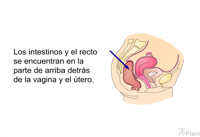 Los intestinos y el recto se encuentran en la parte de arriba detrs de la vagina y el tero.