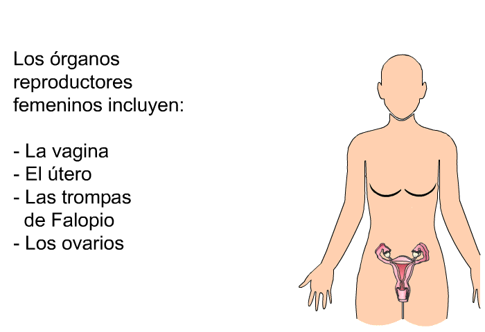 Los rganos reproductores femeninos incluyen:  La vagina El tero Las trompas de Falopio Los ovarios