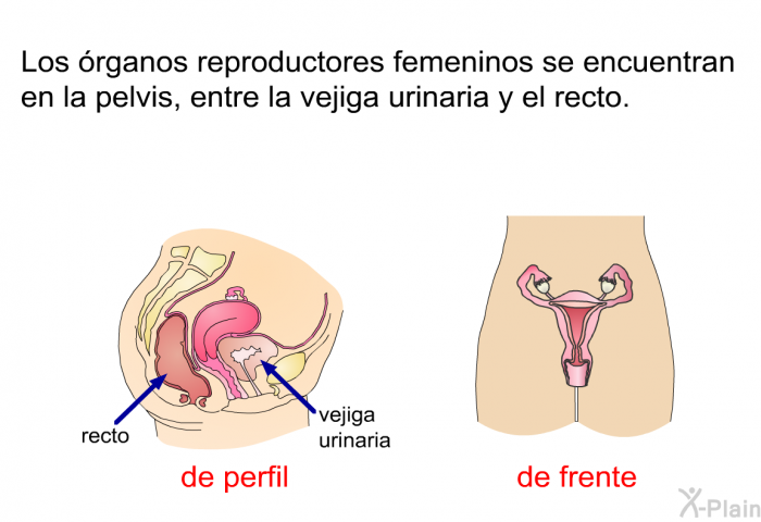 Los rganos reproductores femeninos se encuentran en la pelvis, entre la vejiga urinaria y el recto.