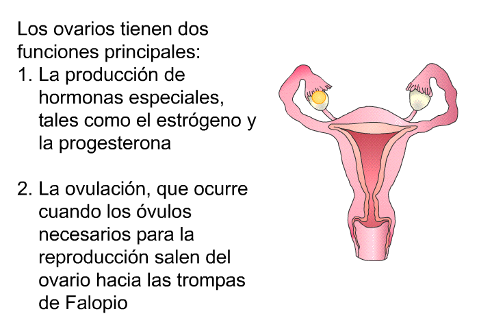 Los ovarios tienen dos funciones principales:  La produccin de hormonas especiales, tales como el estrgeno y la progesterona La ovulacin, que ocurre cuando los vulos necesarios para la reproduccin salen del ovario hacia las trompas de Falopio