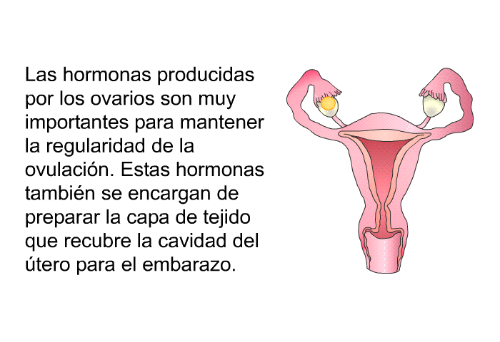 Las hormonas producidas por los ovarios son muy importantes para mantener la regularidad de la ovulacin. Estas hormonas tambin se encargan de preparar la capa de tejido que recubre la cavidad del tero para el embarazo.