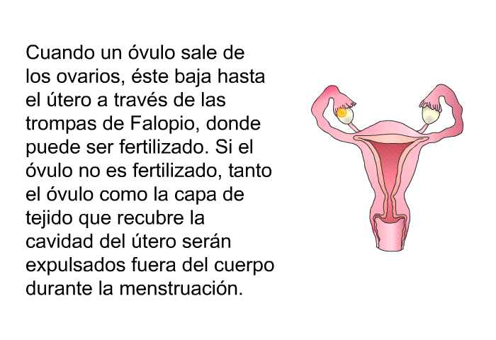Cuando un vulo sale de los ovarios, ste baja hasta el tero a travs de las trompas de Falopio, donde puede ser fertilizado. Si el vulo no es fertilizado, tanto el vulo como la capa de tejido que recubre la cavidad del tero sern expulsados fuera del cuerpo durante la menstruacin.