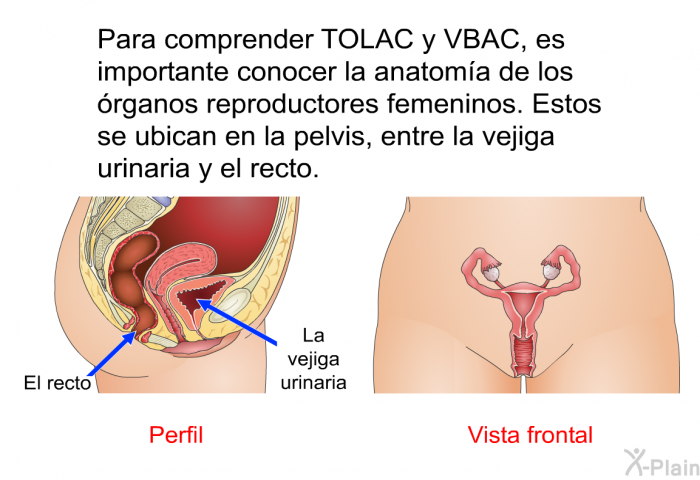 Para comprender TOLAC y VBAC, es importante conocer la anatoma de los rganos reproductores femeninos. Estos se ubican en la pelvis, entre la vejiga urinaria y el recto.