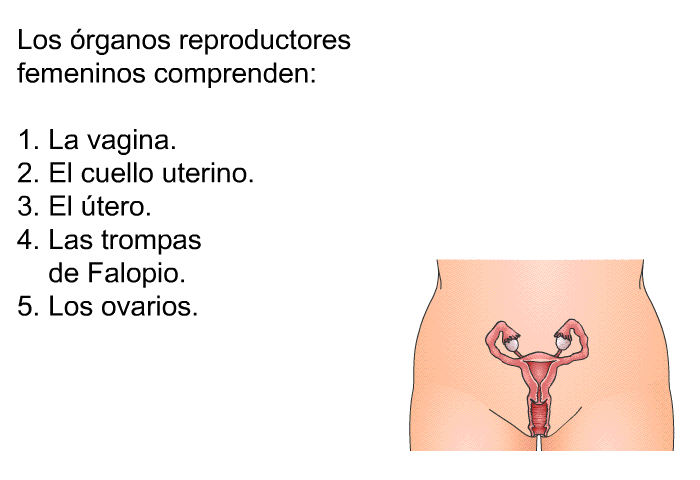 Los rganos reproductores femeninos comprenden:  La vagina. El cuello uterino. El tero. Las trompas de Falopio. Los ovarios.