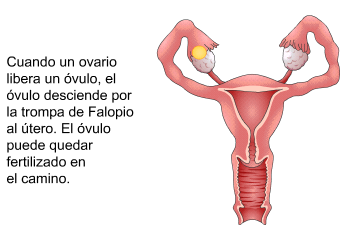 Cuando un ovario libera un vulo, el vulo desciende por la trompa de Falopio al tero. El vulo puede quedar fertilizado en el camino.