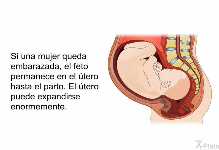 Si una mujer queda embarazada, el feto permanece en el tero hasta el parto. El tero puede expandirse enormemente.