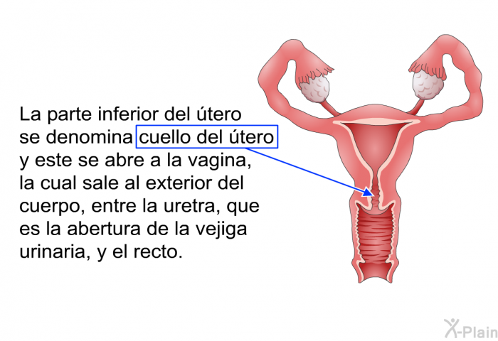 La parte inferior del tero se denomina cuello del tero y este se abre a la vagina, la cual sale al exterior del cuerpo, entre la uretra, que es la abertura de la vejiga urinaria, y el recto.