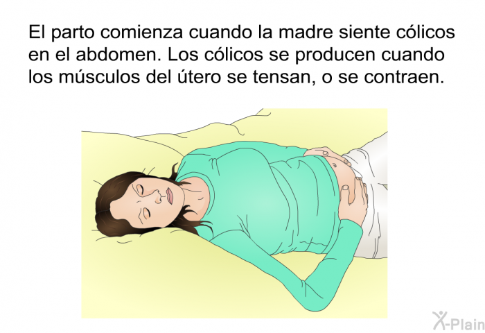 El parto comienza cuando la madre siente clicos en el abdomen. Los clicos se producen cuando los msculos del tero se tensan, o se contraen.