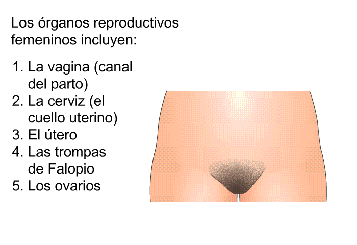 Los rganos reproductivos femeninos incluyen:  La vagina (canal del parto) La cerviz (el cuello uterino) El tero Las trompas de Falopio Los ovarios