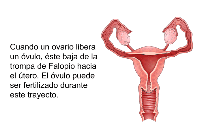Cuando un ovario libera un vulo, ste baja de la trompa de Falopio hacia el tero. El vulo puede ser fertilizado durante este trayecto.