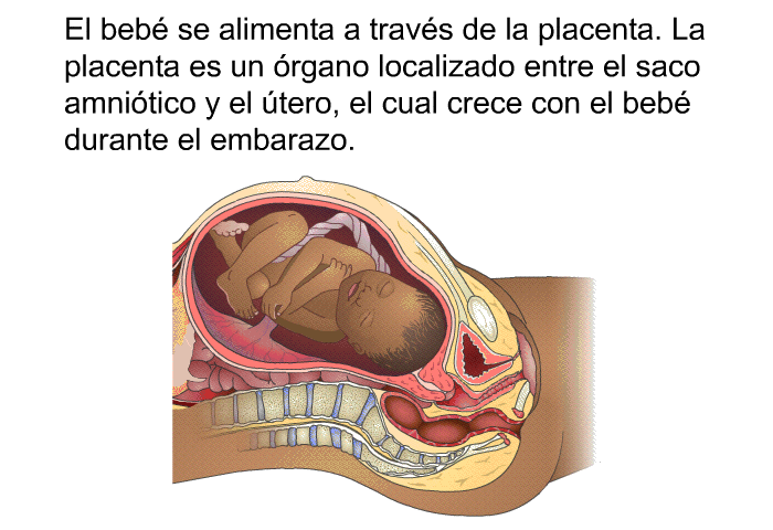 El beb se alimenta a travs de la placenta. La placenta es un rgano localizado entre el saco amnitico y el tero, el cual crece con el beb durante el embarazo.