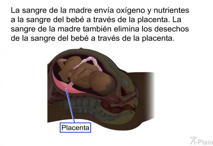 La sangre de la madre enva oxgeno y nutrientes a la sangre del beb a travs de la placenta. La sangre de la madre tambin elimina los desechos de la sangre del beb a travs de la placenta.