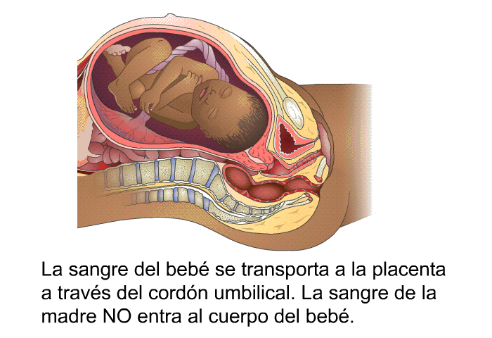 La sangre del beb se transporta a la placenta a travs del cordn umbilical. La sangre de la madre NO entra al cuerpo del beb.