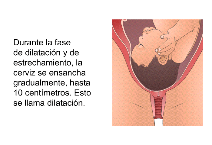 Durante la fase de dilataci�n y de estrechamiento, la cerviz se ensancha gradualmente, hasta 10 cent�metros. Esto se llama dilataci�n.