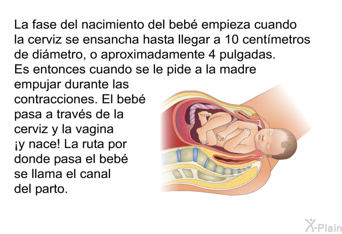 La fase del nacimiento del beb� empieza cuando la cerviz se ensancha hasta llegar a 10 cent�metros de di�metro, o aproximadamente 4 pulgadas. Es entonces cuando se le pide a la madre empujar durante las contracciones. El beb� pasa a trav�s de la cerviz y la vagina &iexcl;y nace! La ruta por donde pasa el beb� se llama el canal del parto.