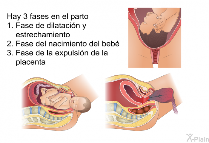 Hay 3 fases en el parto  Fase de dilataci�n y estrechamiento Fase del nacimiento del beb� Fase de la expulsi�n de la placenta