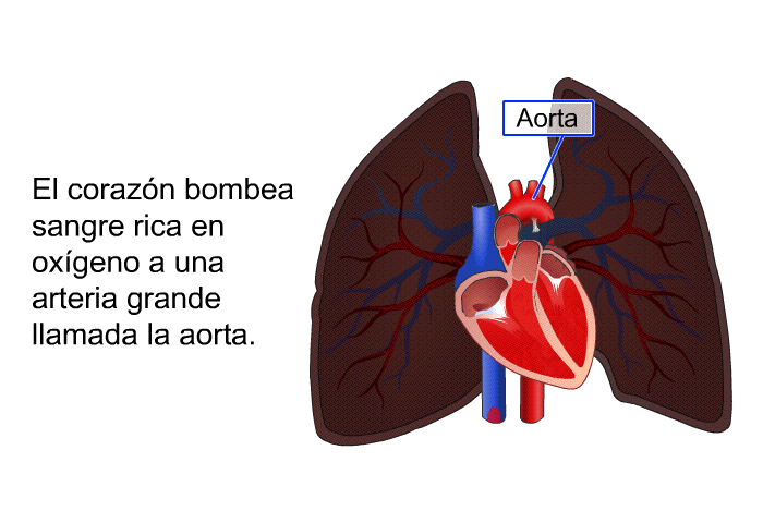 El corazn bombea sangre rica en oxgeno a una arteria grande llamada la aorta.