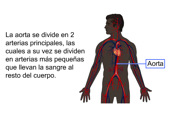 La aorta se divide en 2 arterias principales, las cuales a su vez se dividen en arterias ms pequeas que llevan la sangre al resto del cuerpo.